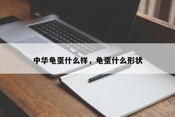 中华龟蛋什么样，龟蛋什么形状